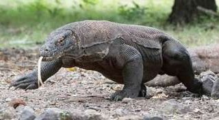 Ultimate Komodo Island Trip: Best Tours & Tips Bali Komodo Trip
